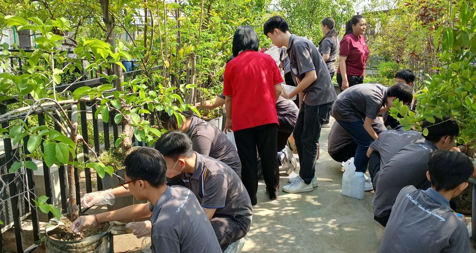 Merawat Tanaman dengan Air Bekas Cucian Beras dan Menggemburkan Tanah
