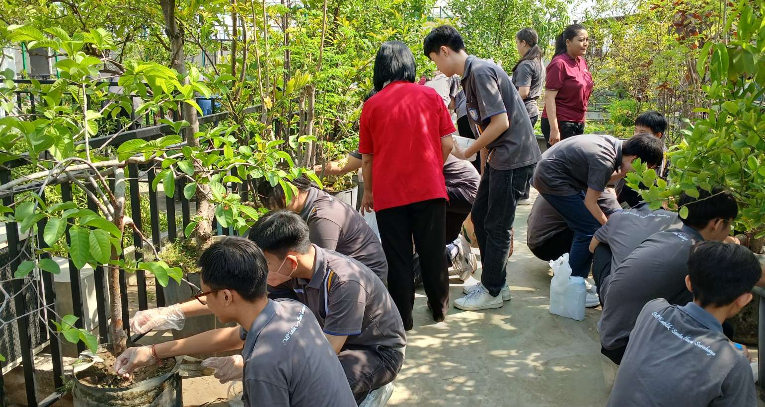 Merawat Tanaman dengan Air Bekas Cucian Beras dan Menggemburkan Tanah